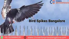 Bird spikes Bangalore