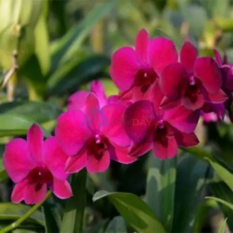 Buy Orchid Plant Online - 1