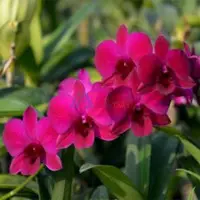 Buy Orchid Plant Online