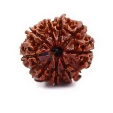 Buy Authentic Rudraksha Beads in Delhi | Lab Tested Quality Guaranteed - 1