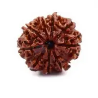 Buy Authentic Rudraksha Beads in Delhi | Lab Tested Quality Guaranteed