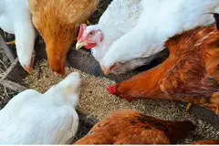 Top Quality Broiler Mash Feed Suppliers in Coimbatore