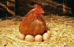 Leading Poultry Feed Manufacturers in Coimbatore - 1