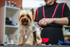 Pet Grooming Services, Dog Grooming Services, Cat Grooming Services