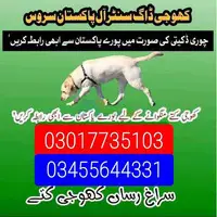 Army dog center 03017735103