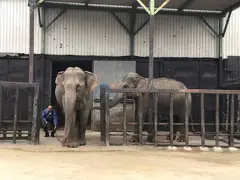 Animal Transportation Services in Thailand