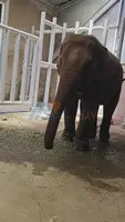 Animal Transportation Services in Thailand