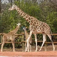 Animal Transportation Services in Thailand