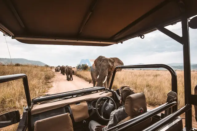 Tanzania Safaris - 1