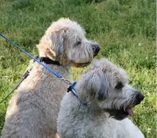 Dog Care Services Division-Clinton