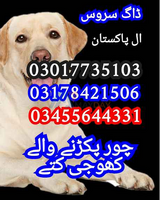 Army dog center 03010417477