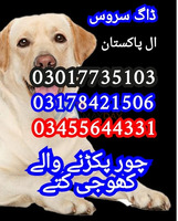 Army dog center 03017735103 (khoji dog)