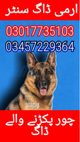 Army dog centre 03457229364